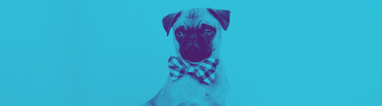 layout by flywheel duotone how to blue and purple duotone pug dog in checkered bowtie