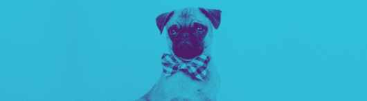 layout by flywheel duotone how to blue and purple duotone pug dog in checkered bowtie