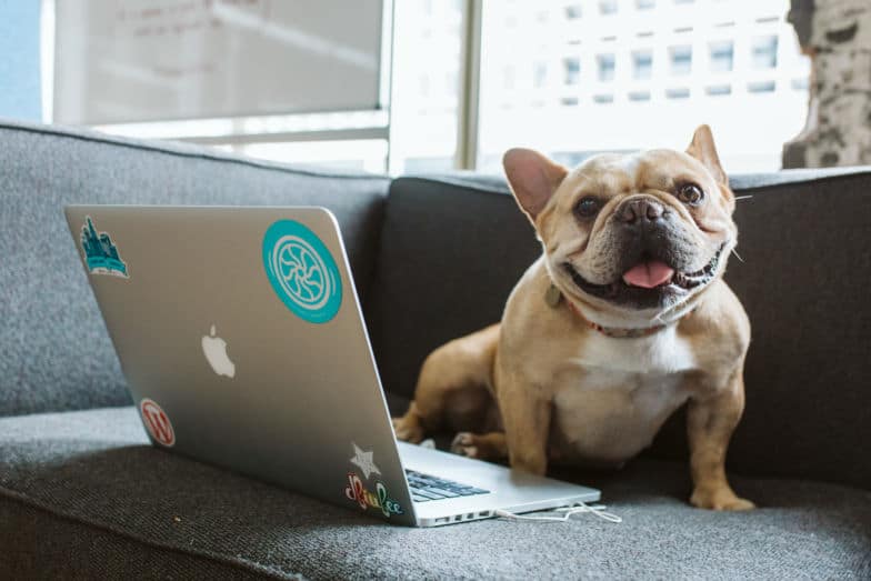 Image of a small dog sitting in front of a laptop on a couch