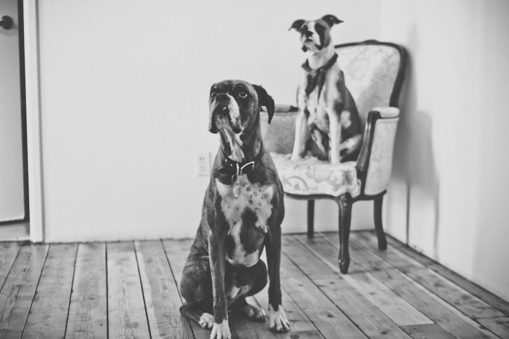 black and white photo of two boxer-type dogs. one is sitting on a chair, the other on the floor in the foreground